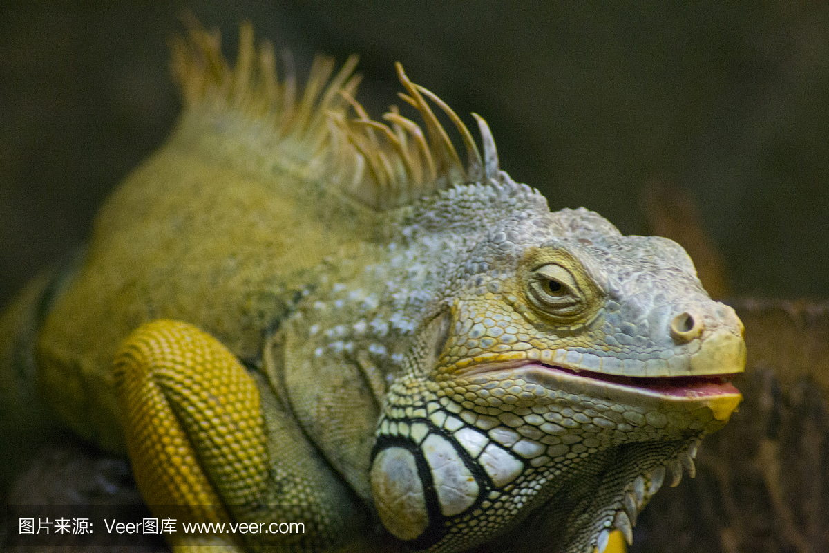 壁虎,蛤蚧,守宫,鬣蜥蜴