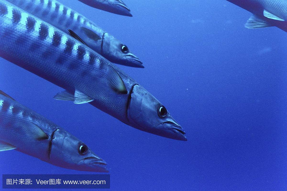 黑鳍梭鱼,黑杖鱼,康氏黑马鲛,梭鱼类