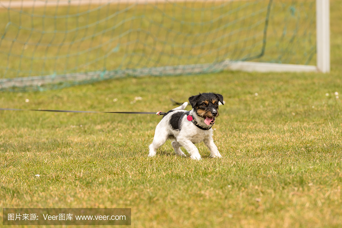 小狗站在草地上的大门 - 可爱的杰克罗素梗犬