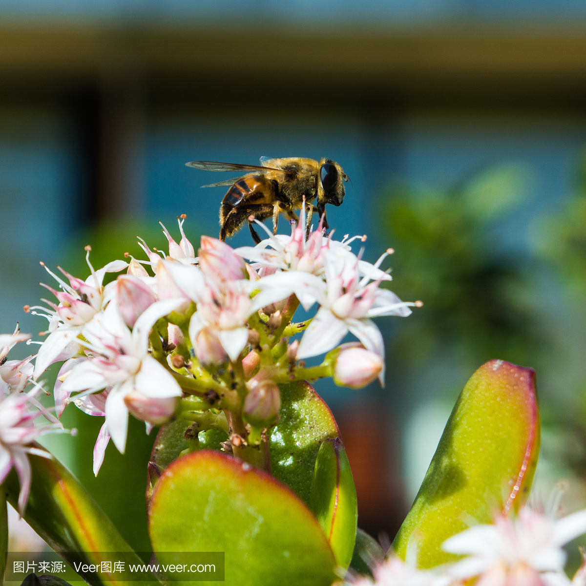 蜜蜂收集玉米植物花粉