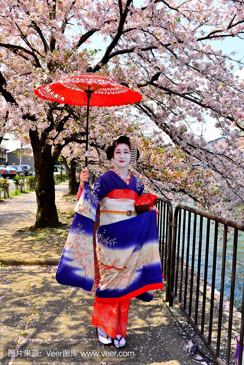 日本女子舞妓的服装和发型在京都享受樱花