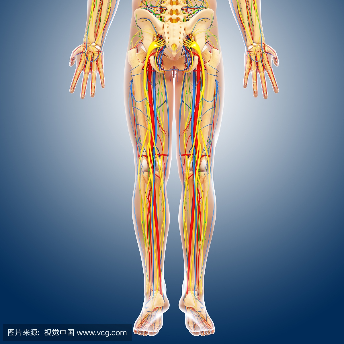 下身解剖,艺术品