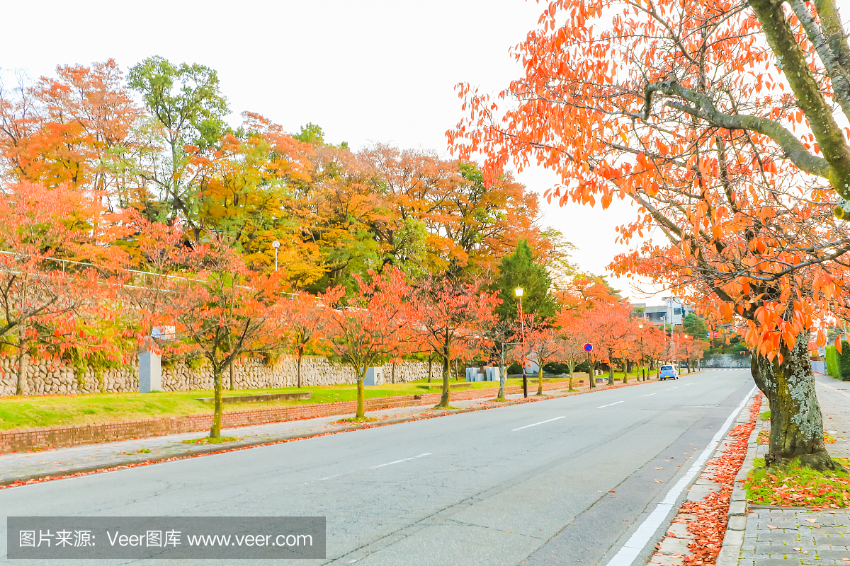 美丽的秋叶在日本长野县的城市公园。