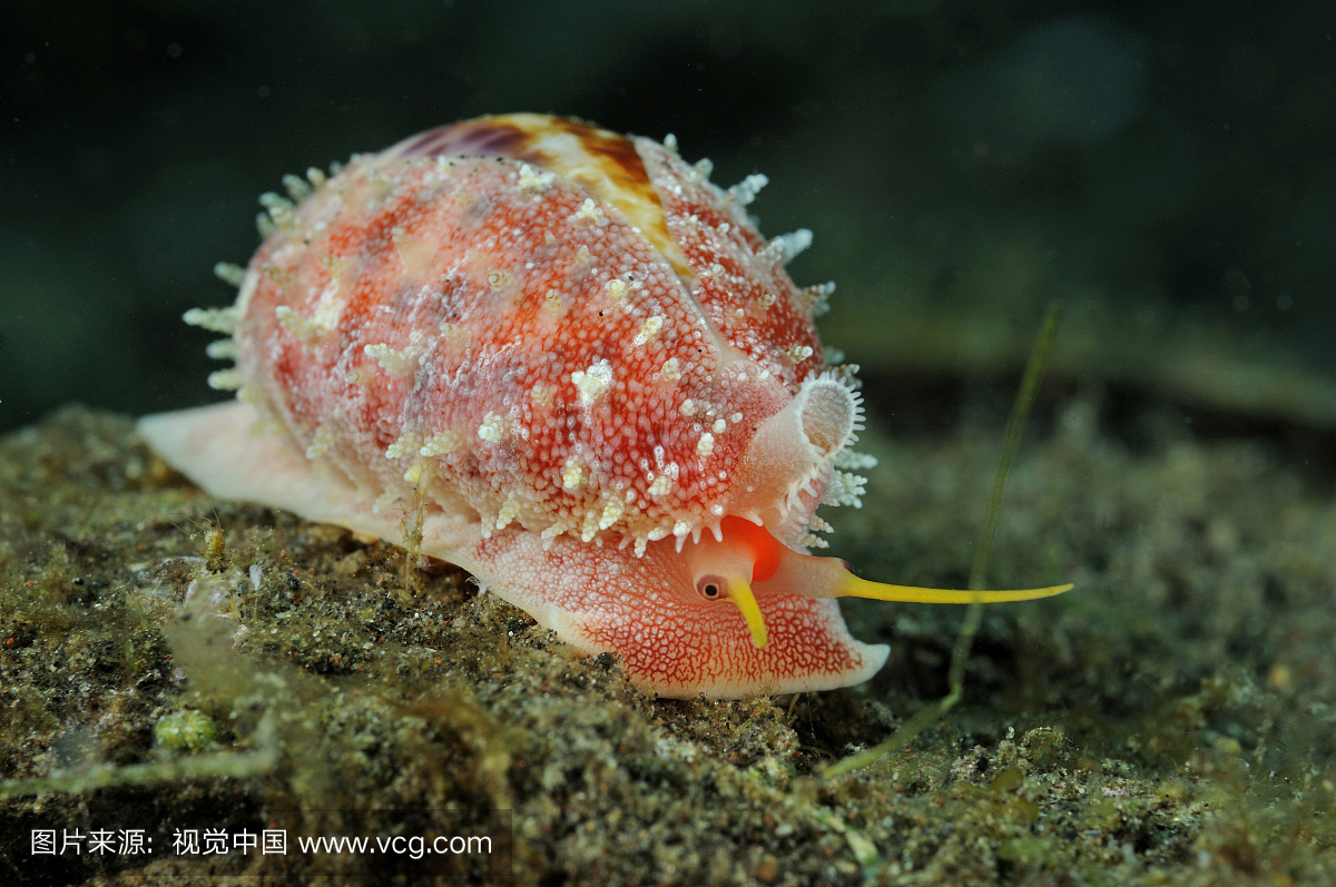 Cowrie蜗牛,Erosaria sp。,Tulamben,巴厘岛,印