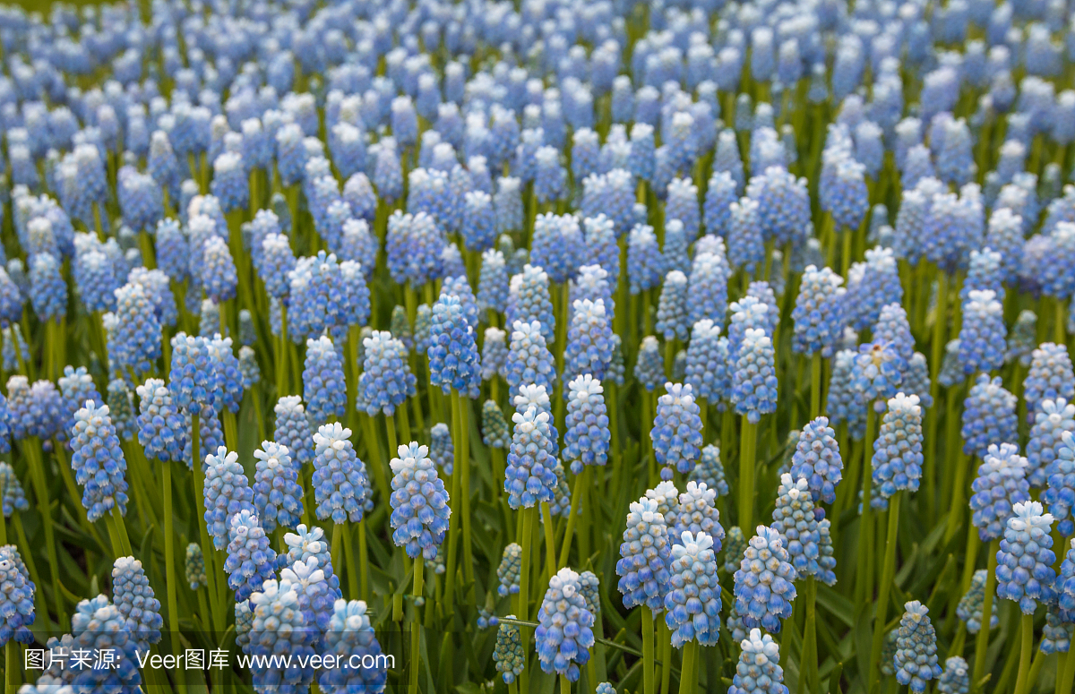 荷兰春天的蓝色花朵