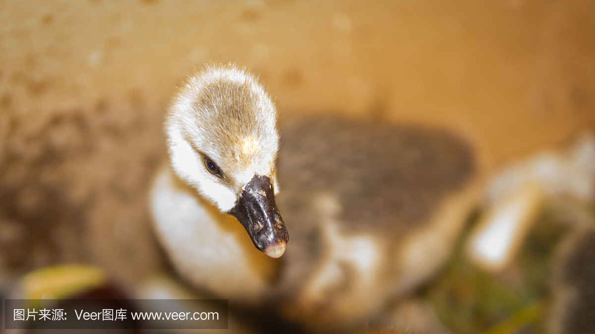 在框中喂养的小鹅。鹅是家庭鸭科的水禽。