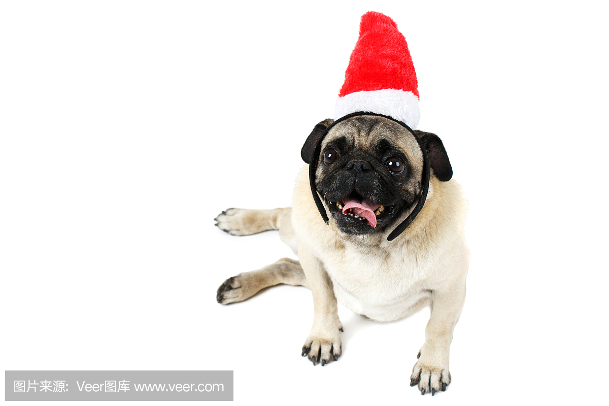 一只哈巴狗躺在圣诞老人的帽子旁边,伸出舌头