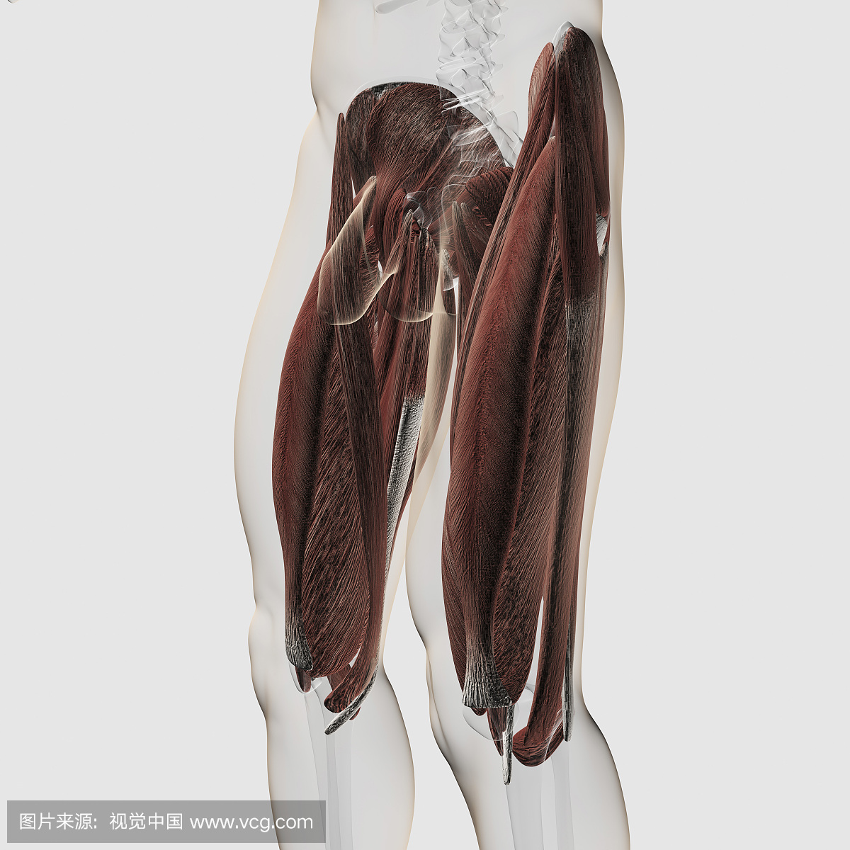 肌腱,筋,腱,肌纤维