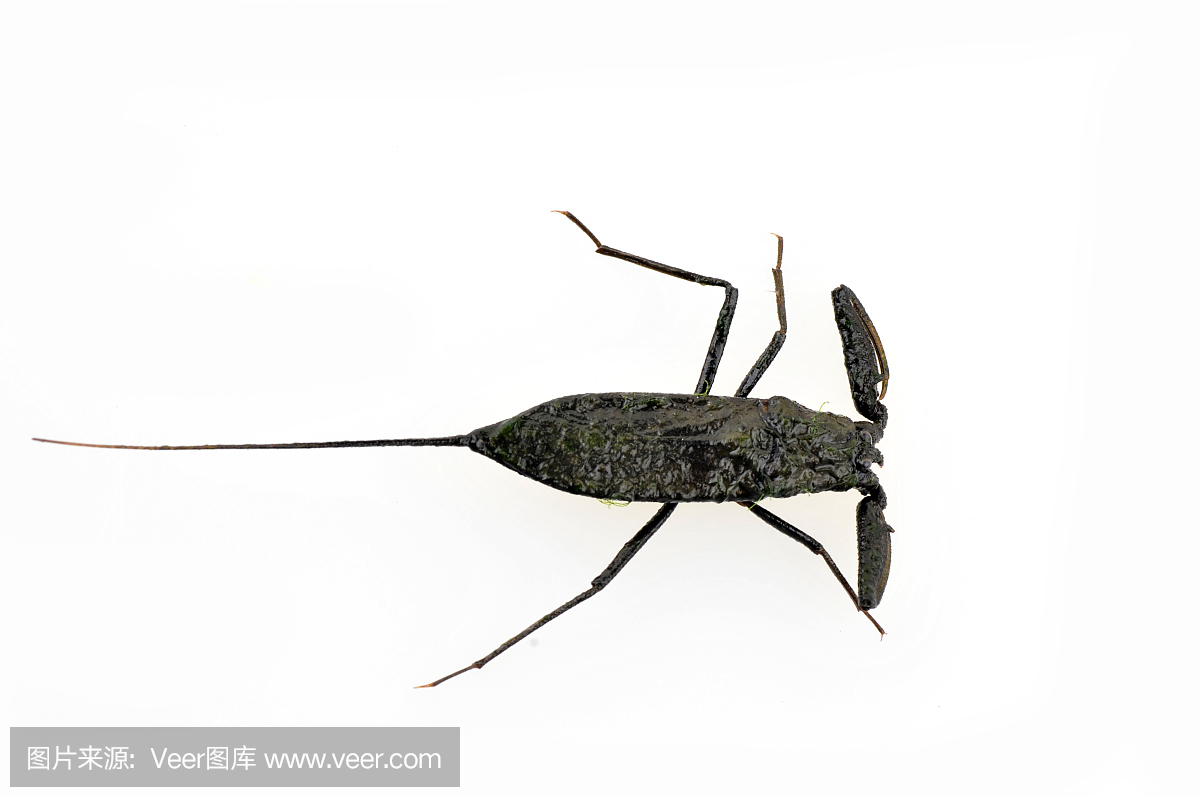 水蝎,水蝎子,英文字母A,字母A的