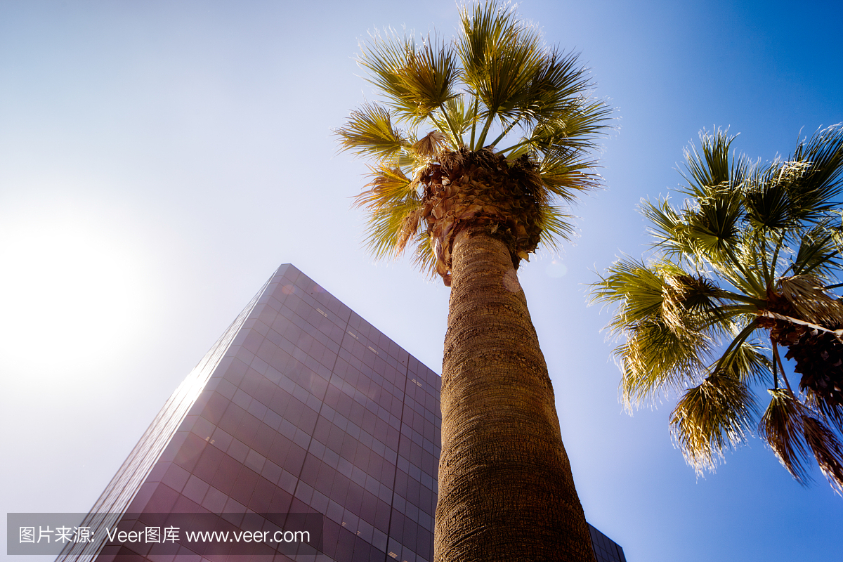 商业办公塔在热带气候棕榈树加利福尼亚州