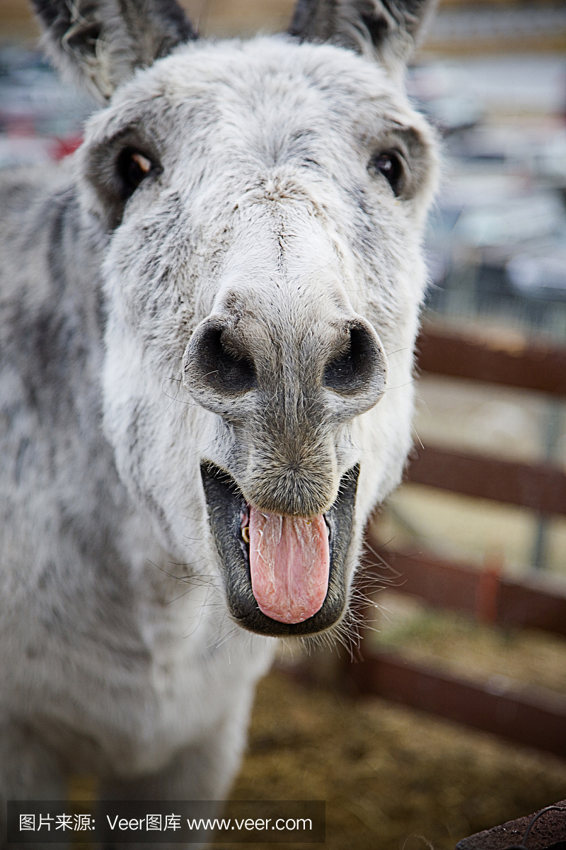 嘶叫,驴叫声,叫声,驴子