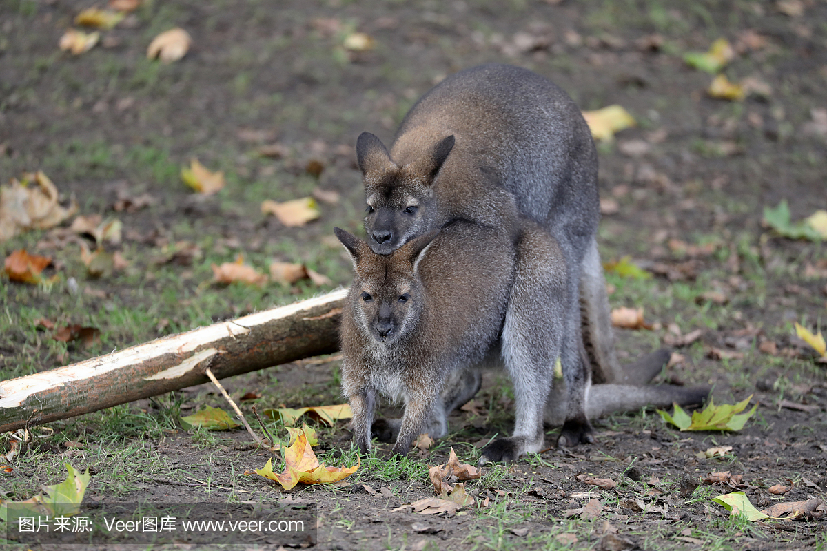 白化病者,白化症,无色素的,无皮肤色素