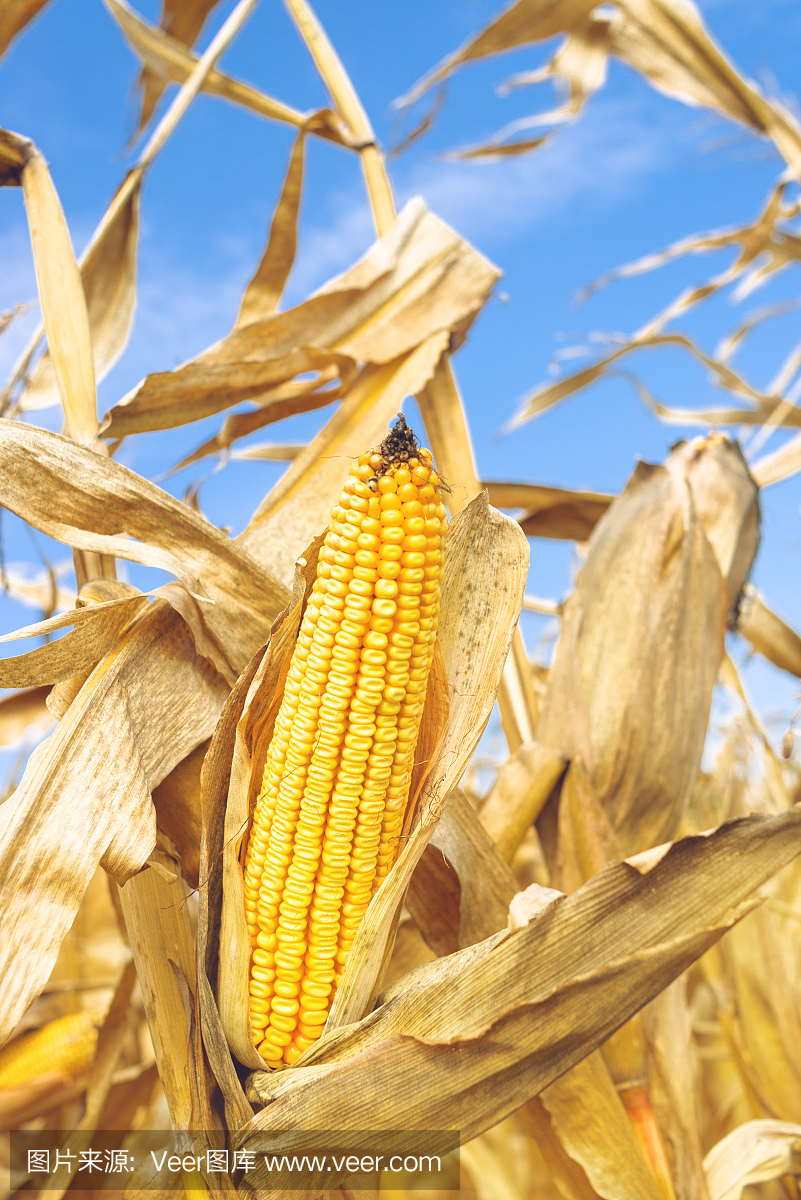 老玉米,玉米棒子,玉米棒,垂直画幅