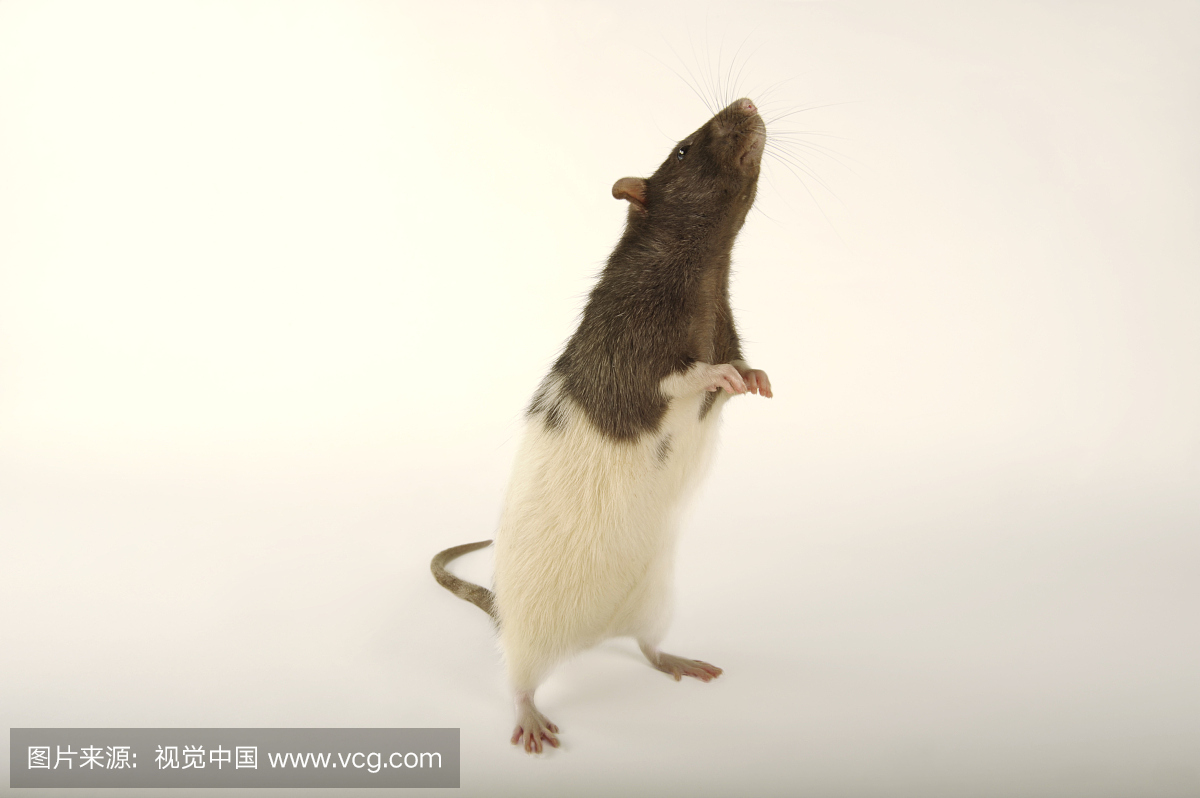 一只挪威老鼠,Rattus norvegicus,在亚特兰大动