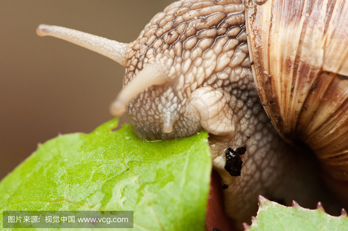 婴儿蜗牛吃叶子
