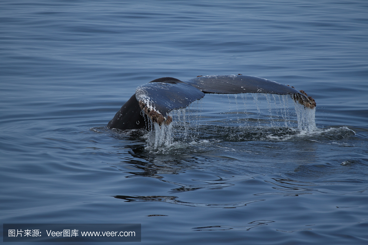 座头鲸,驼背鲸,巨臂鲸,坐头鲸