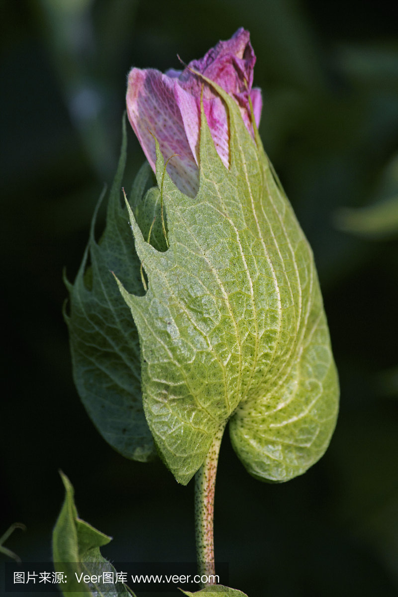 肺叶,脑叶,耳垂,萼片