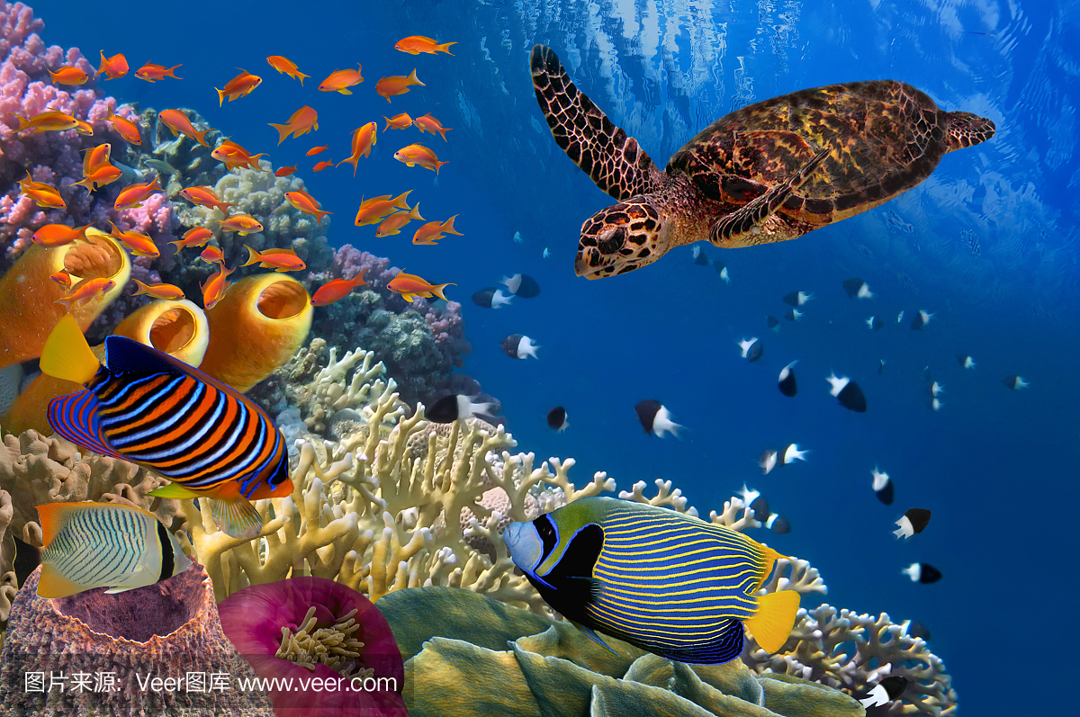 五颜六色的珊瑚礁与许多鱼和海龟