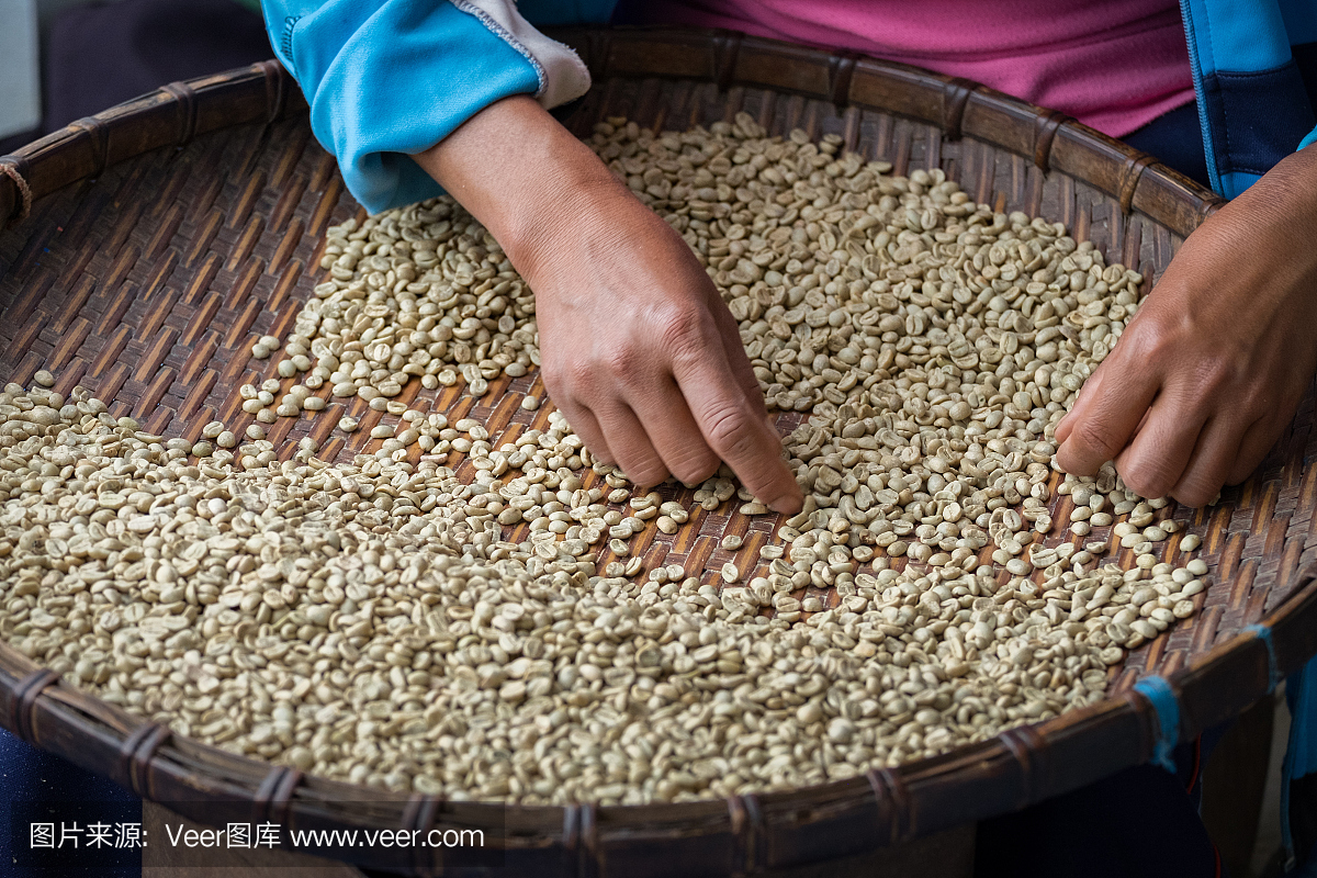 女子排序和分级生咖啡豆,泰国清莱的有机农场
