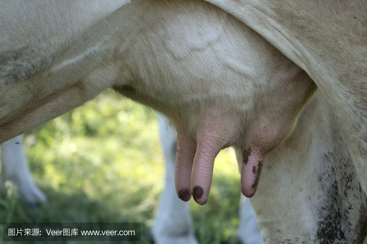 一头牛与四个挤奶特写镜头的乳房