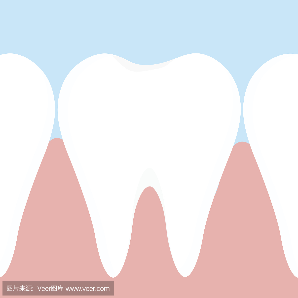 人的牙齿,人类牙齿,人类的牙齿,牙龈