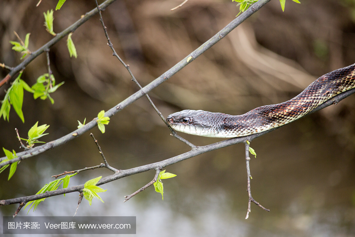噬鱼蝮蛇,棉口蛇,食鱼蝮,水腹蛇
