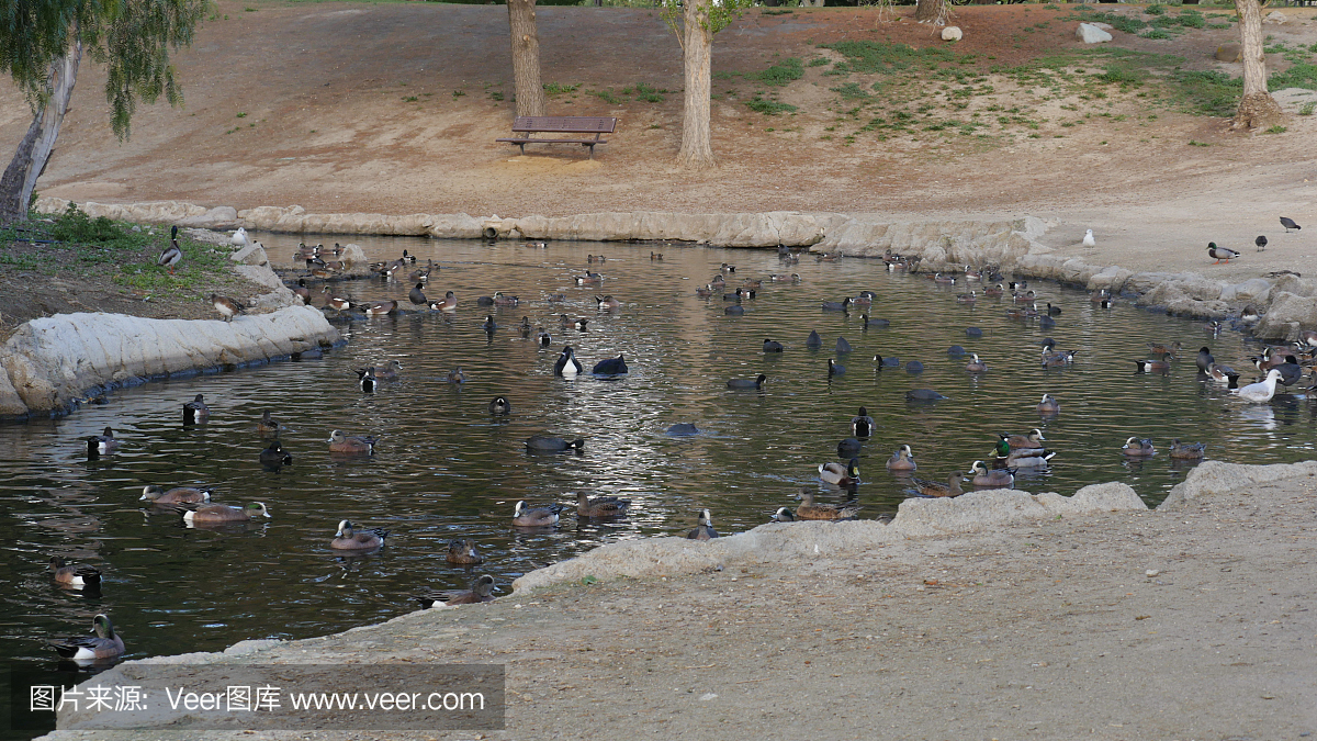 一大群\/一群鸭子加拿大鹅在池塘\/湖泊4k