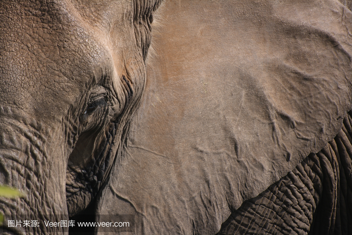 特写的大象族的特写