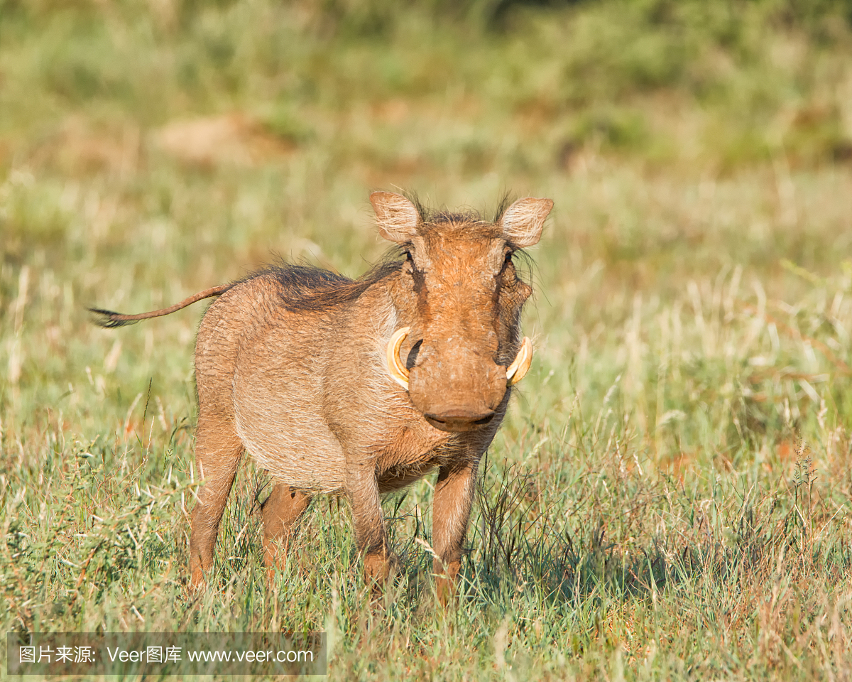 疣猪,一种非洲野猪,野猪,公猪
