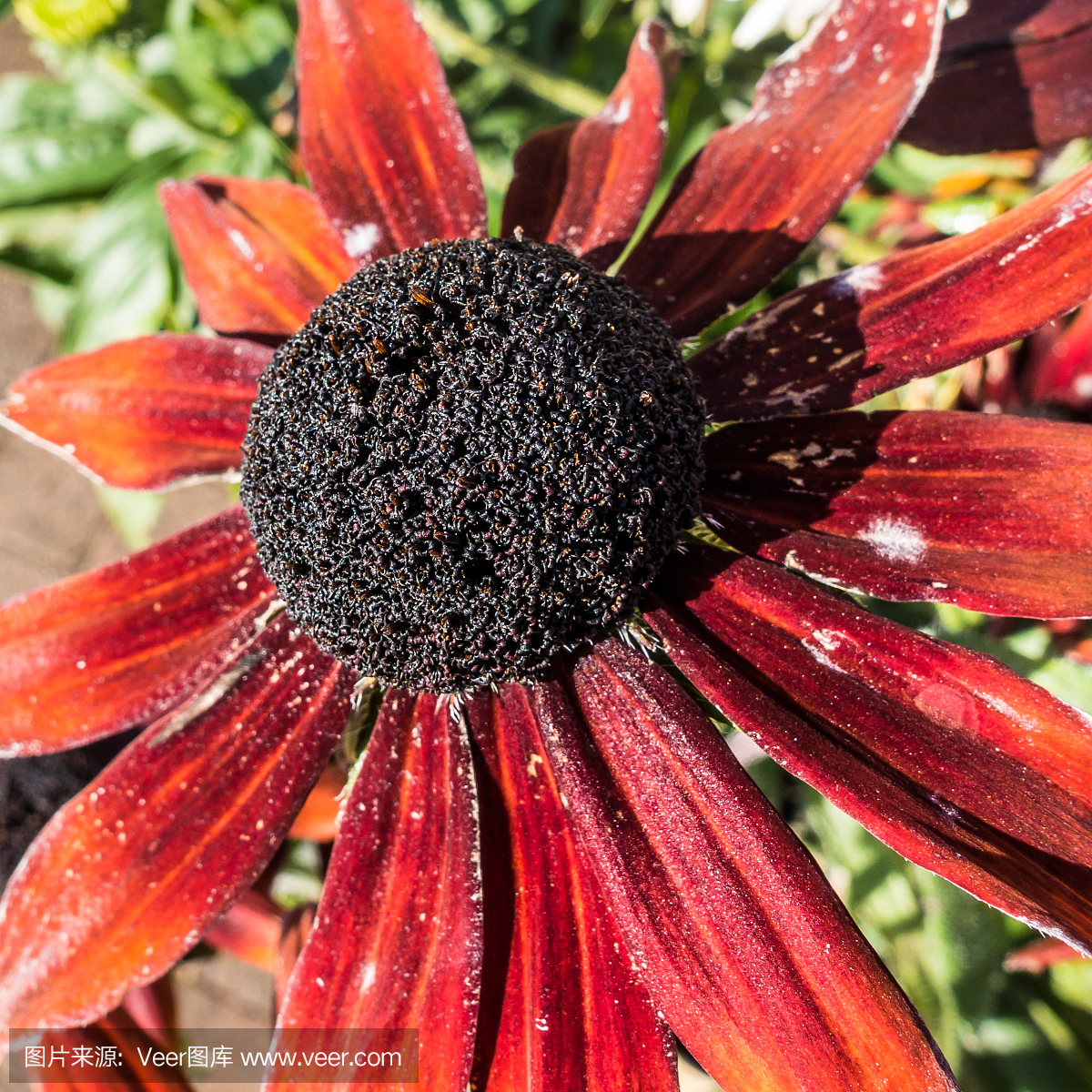 黑眼珠苏珊葡萄树,黑眼珠苏珊葡萄木,黑眼珠苏