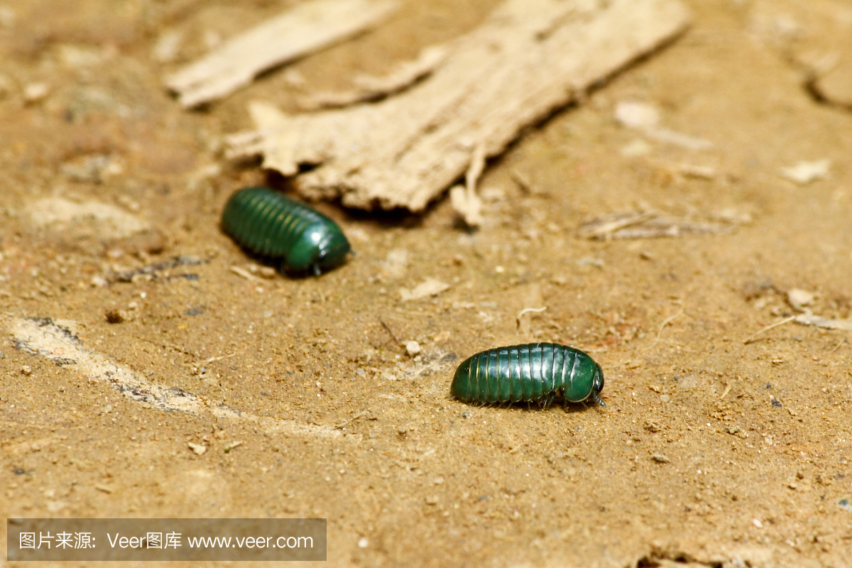 马达加斯加翡翠丸千足虫(Sphaerotheriida)