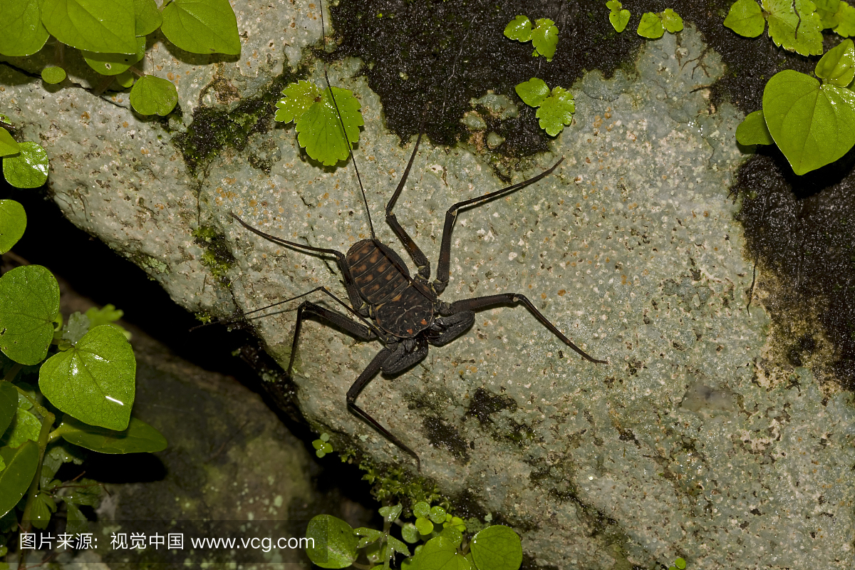 一个无尾鞭毛虫,Phrynus whitei,在岩石上。