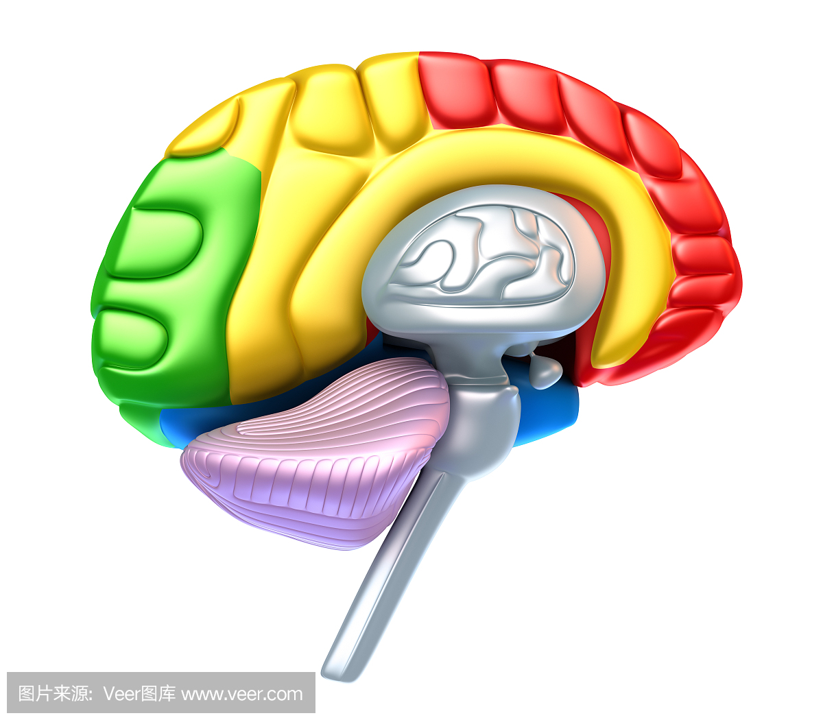 顶叶,大脑半球,延髓,髓质