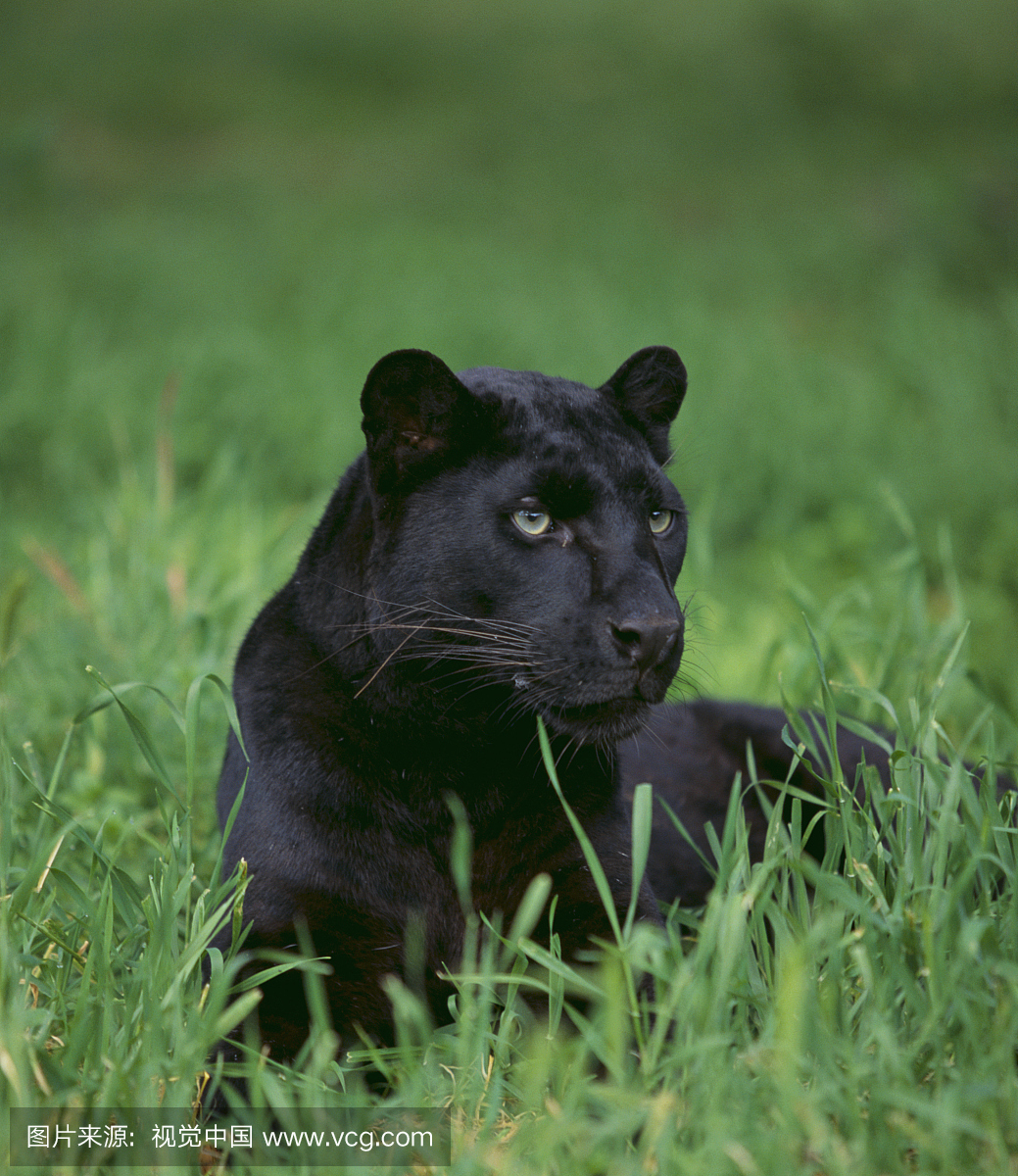 黑豹坐在草地上