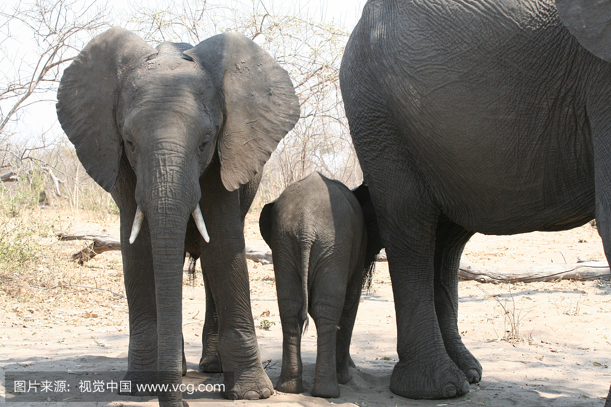 非洲,鳄鱼,野生动物,野生动物保护