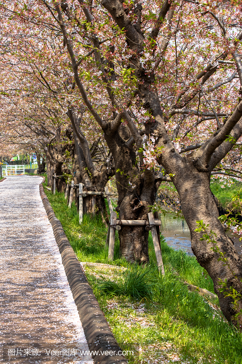 日本千叶县船桥市沿河的樱花和花筏