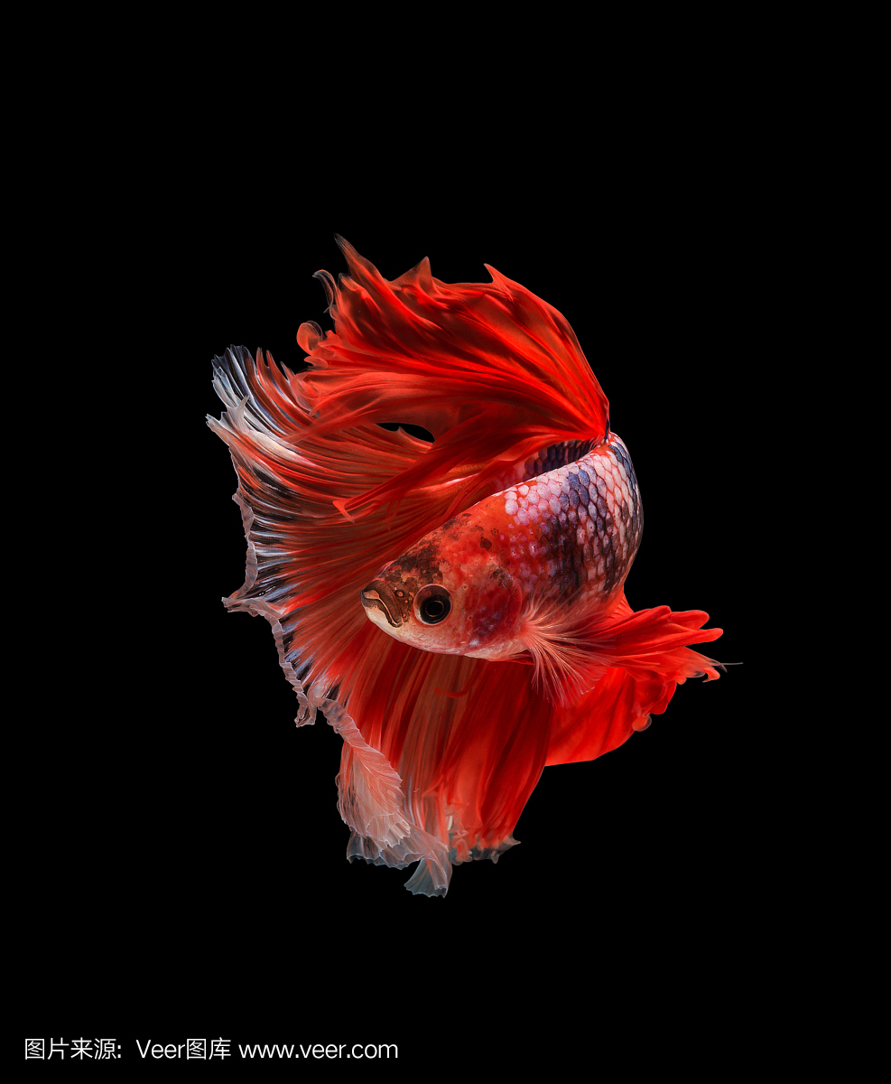 特写红色美丽小泰国斗鱼鱼与黑色隔离背景