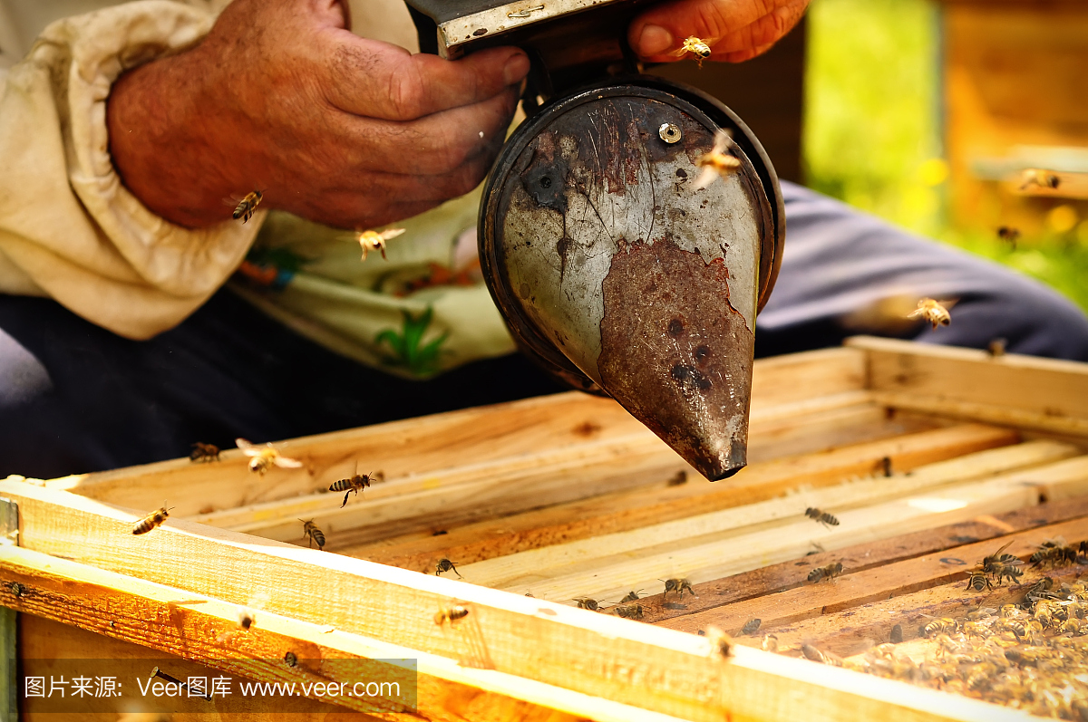 吸烟者养蜂人的工具,以保持蜜蜂远离蜂巢