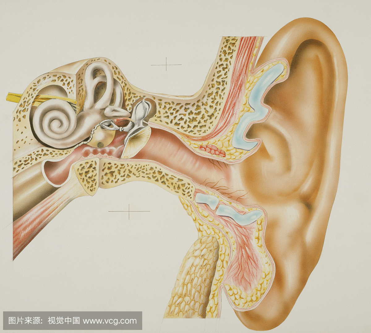 医学图片\/耳朵的交叉部分