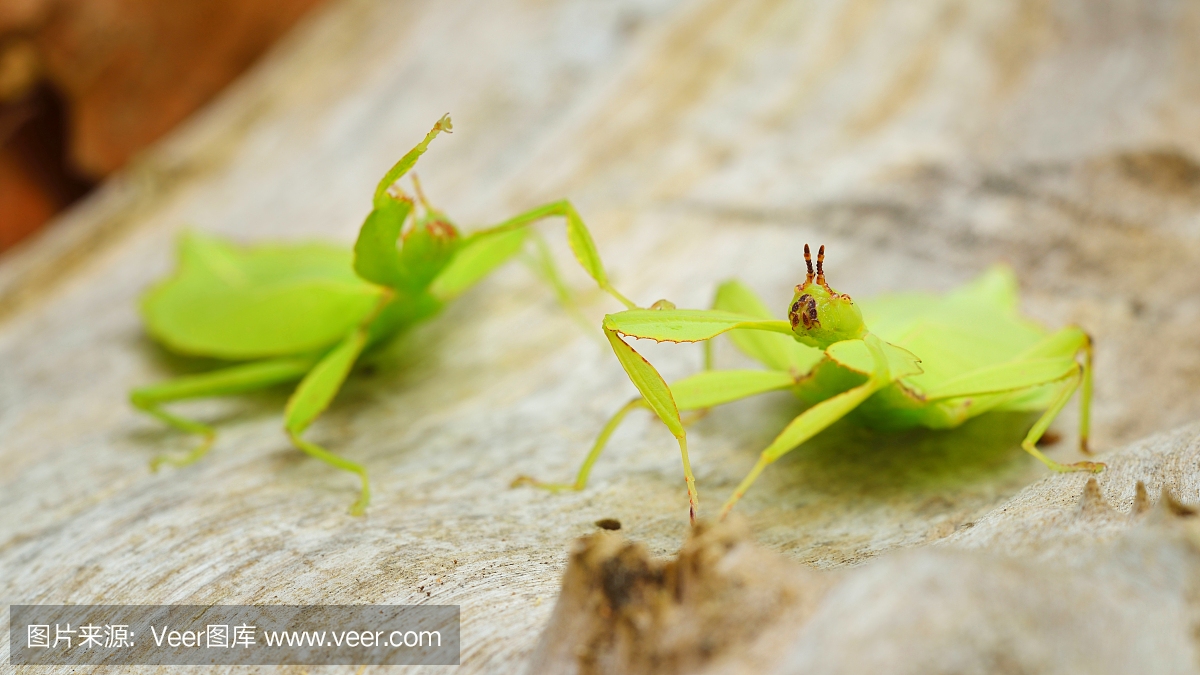 自然,环境,进化,图像