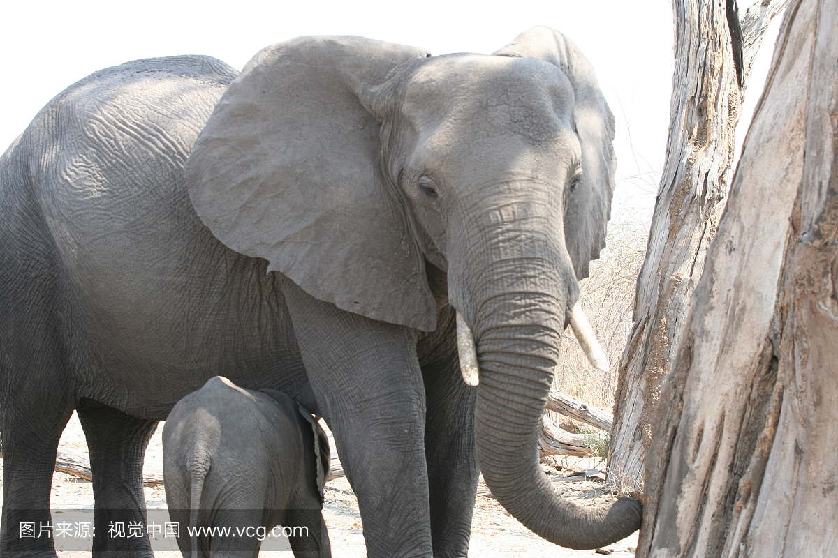 非洲,鳄鱼,野生动物,野生动物保护