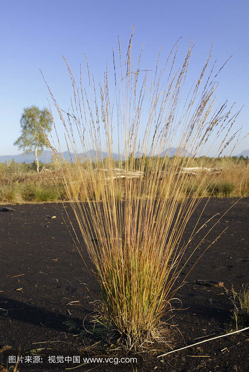 开花植物泥炭,秋季彩色的蛹草(Molinia caerule