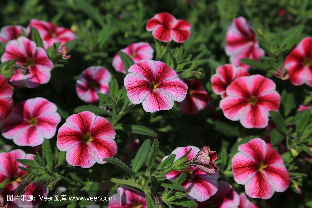 矮牵牛花,矮牵牛花属植物,矮牵牛属植物,矮牵牛