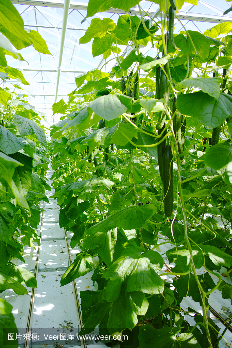 美味的有机绿色黄瓜在大荷兰温室生长,每天收
