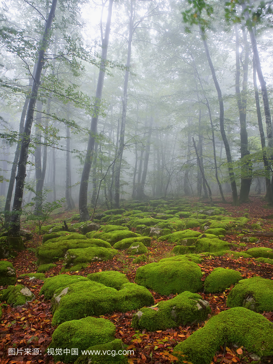 宁静,山毛榉树,户外,天气