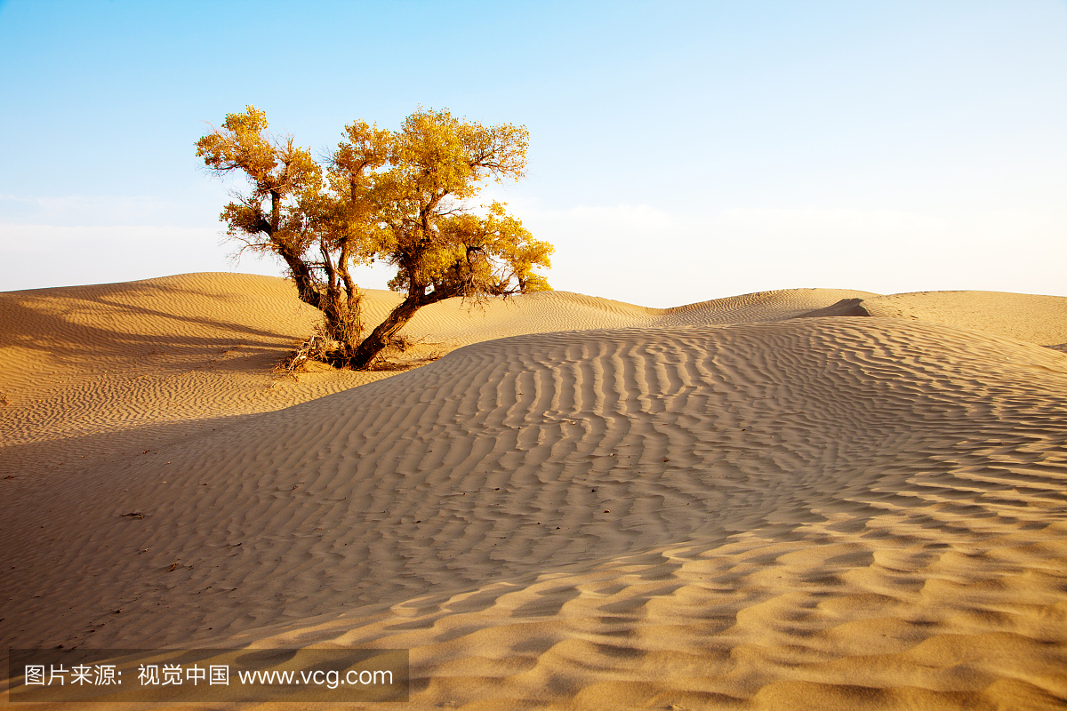 新疆塔克拉玛干沙漠里的胡杨树