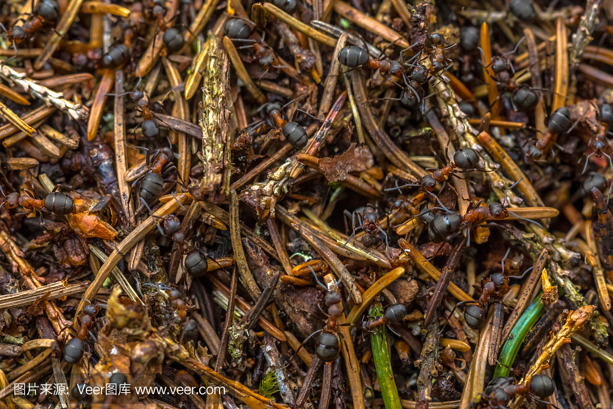 摄影,工作,荷兰,社交聚会