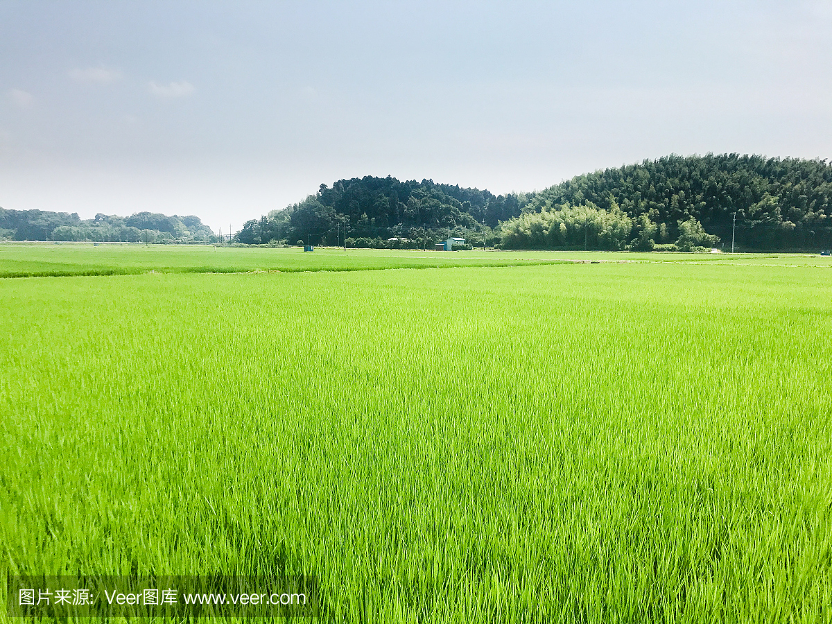 夏季稻田(日本千叶县,