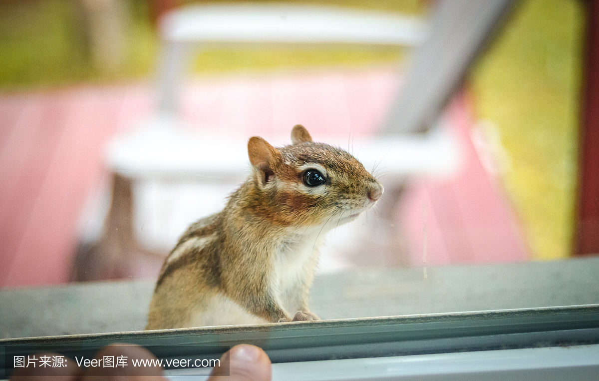 东方花栗鼠从外面窥视窗户,吃花生。