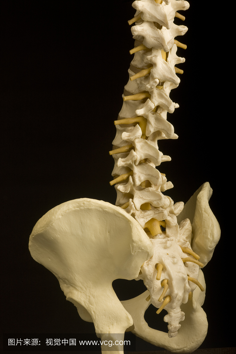 脊柱,骨盆,Coccyx,按摩治疗,矫形外科,医疗模型